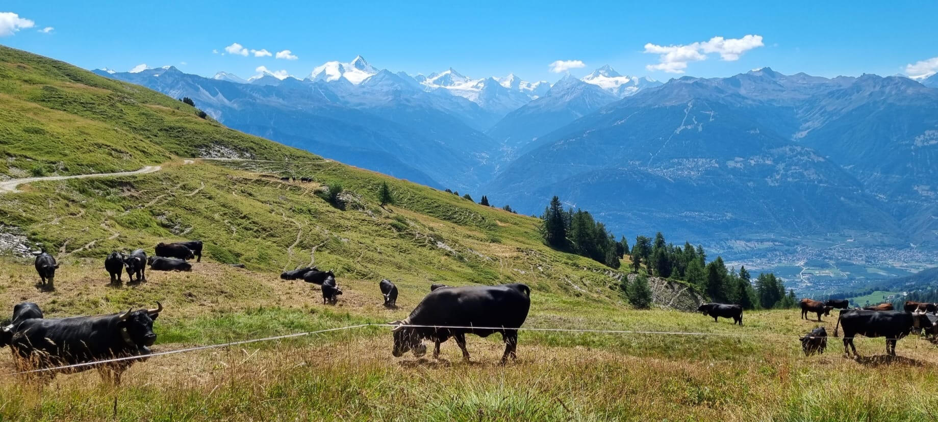 Unsere Kuh Safira auf der Alp Colombire mit der Vald d'Anniviers im Hintergrund. Unser Heimat.